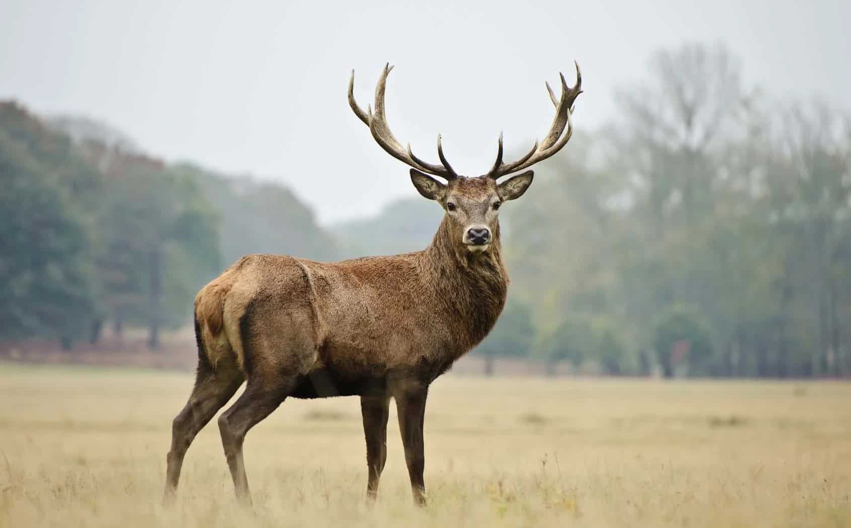 In Abruzzo sta avvenendo l'ennesimo sopruso contro gli animali