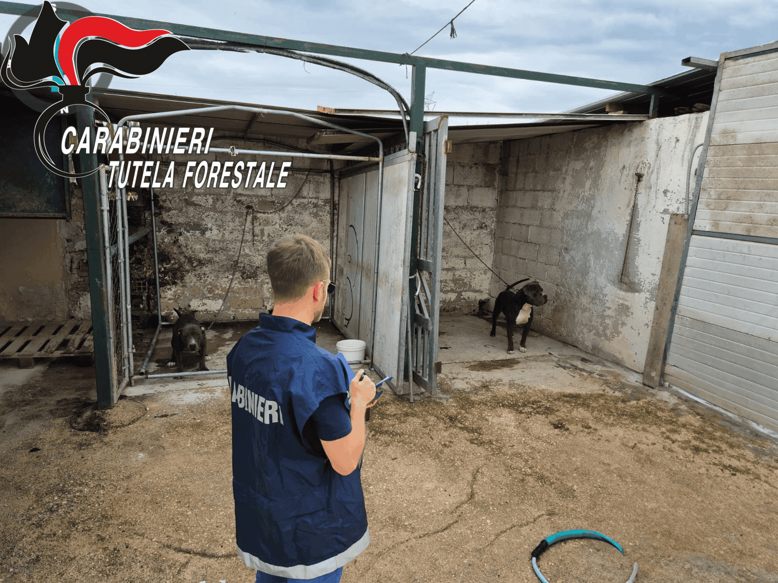 Viila di Briano: sequestrato allevamento abusivo di cani di grossa taglia