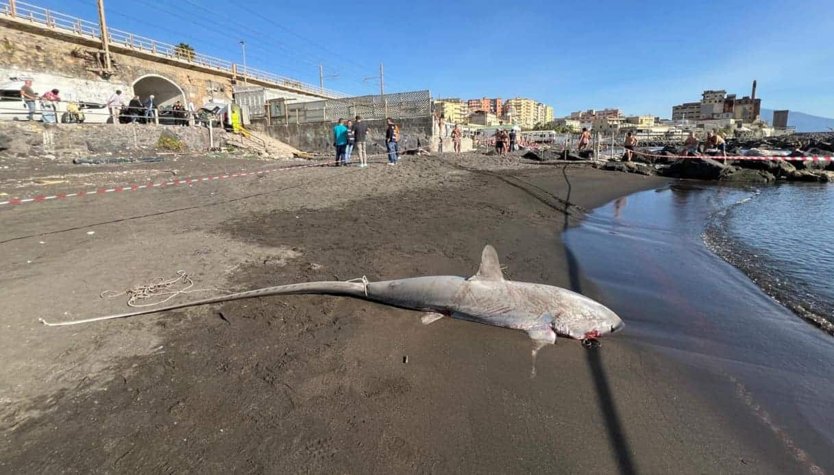 Due squali volpe spiaggiati a Torre del Greco: cosa li ha uccisi