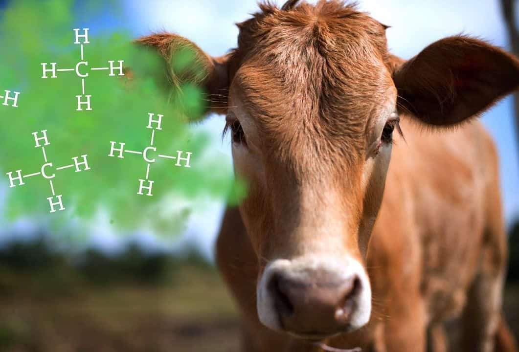 Un mondo sempre più inquinato vede le "mucche green"