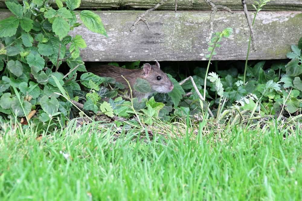 Perché ci sono i topi in giardino? Cause e rimedi
