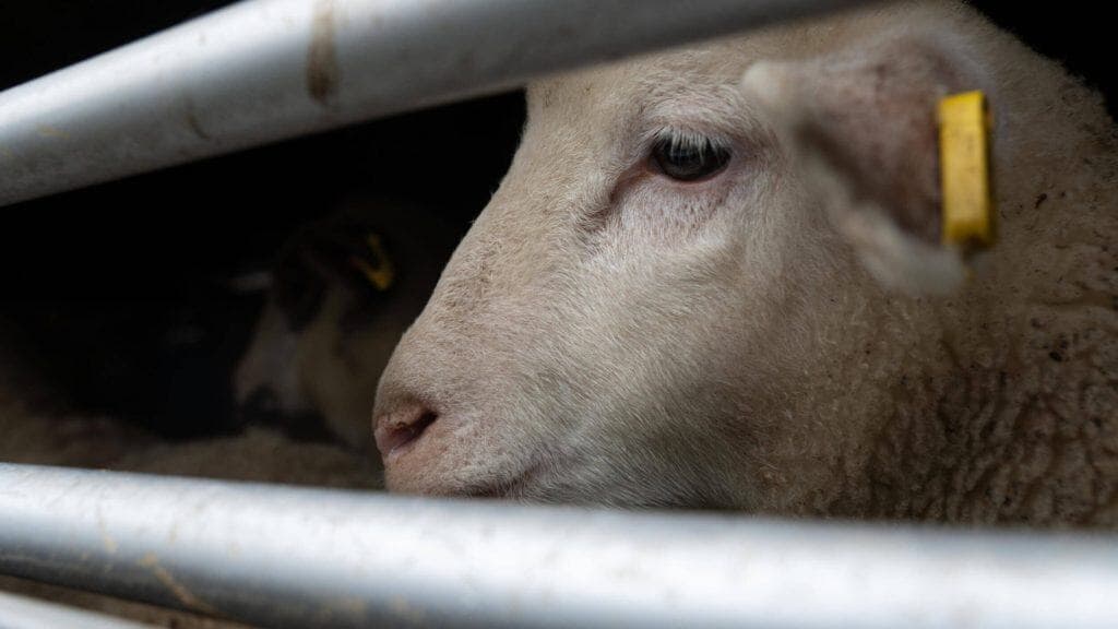 Italia: ogni anno 2 milioni di agnelli uccisi, 375 mila solo a Pasqua