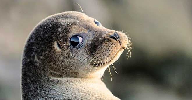 Torna la foca monaca nel Mediterraneo