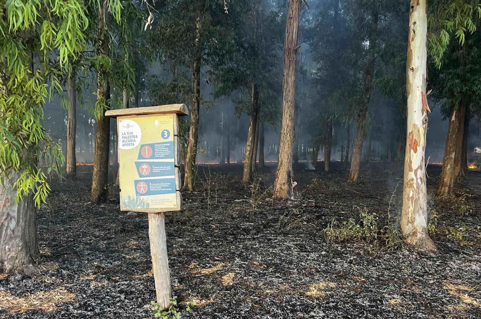 A fuoco anche il bosco di Carditello: distrutti 7 mila metri quadrati di vegetazione