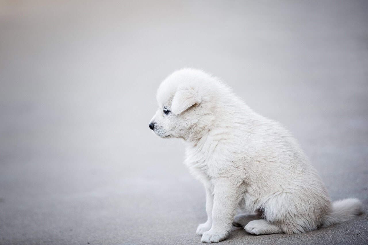 Rapimenti di cani: il fenomeno inquietante che scuote l’Italia