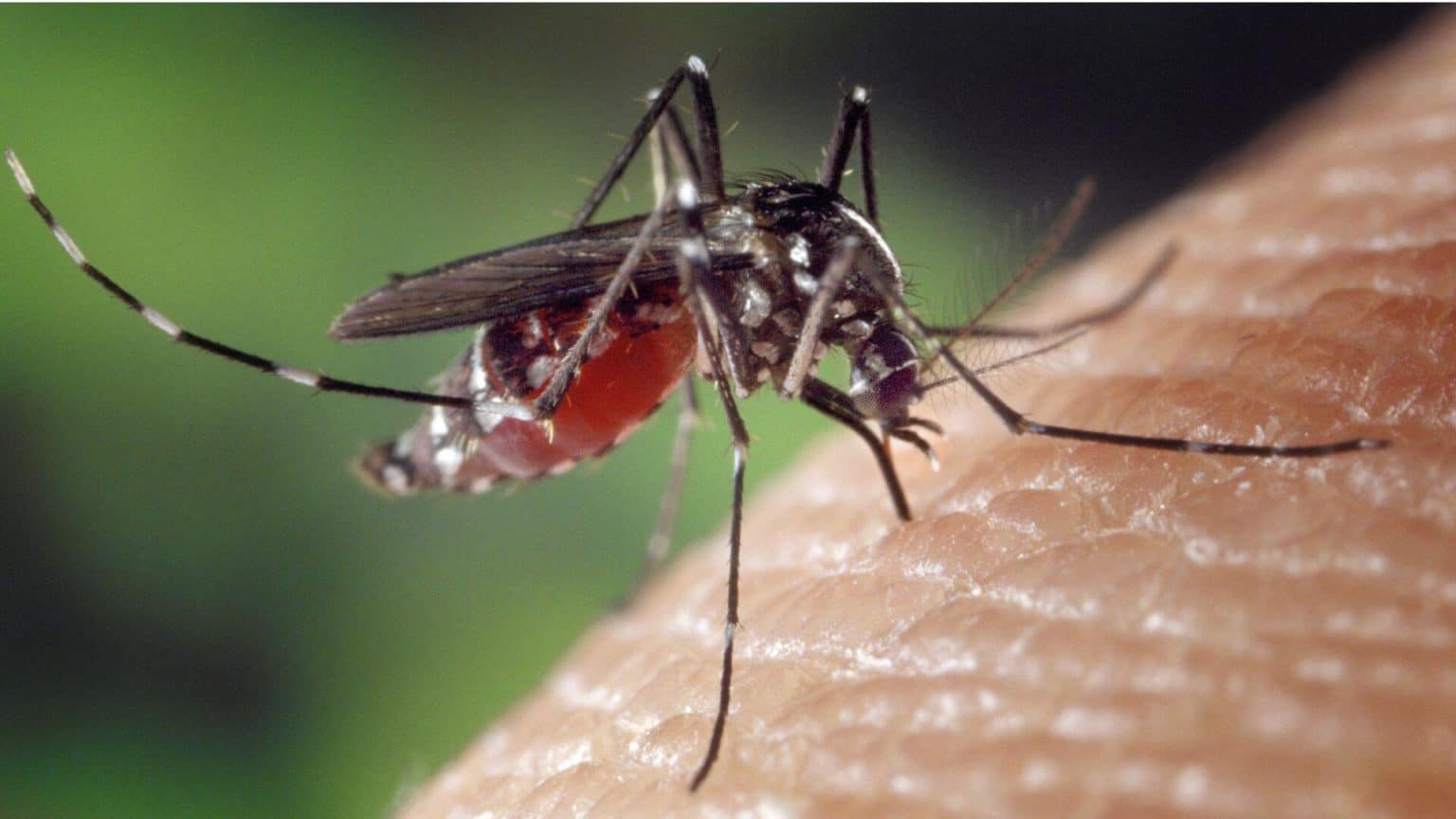 West Nile in Italia: tutto quello che c'è da sapere