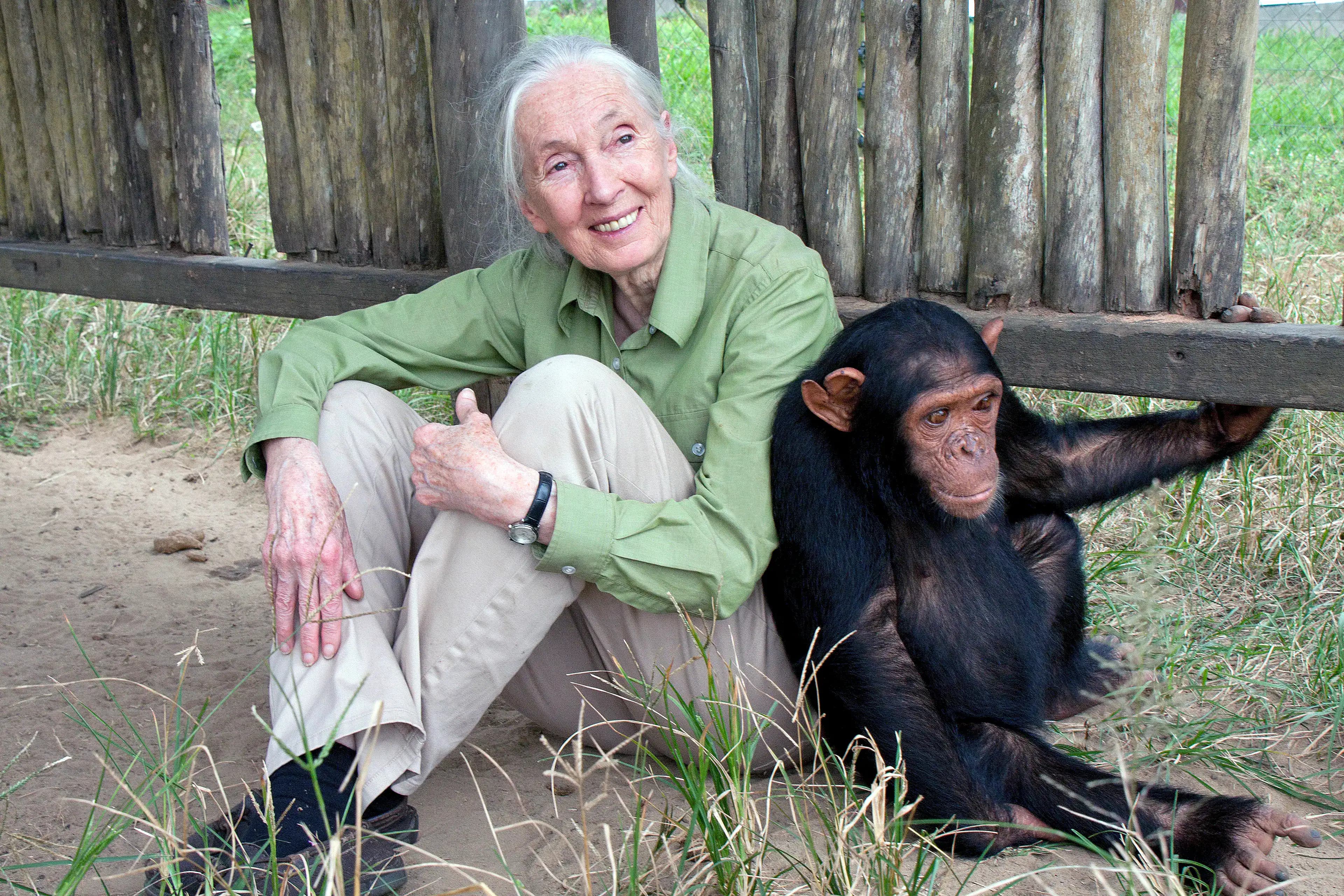 È morta Jane Goodall, pioniera degli scimpanzé