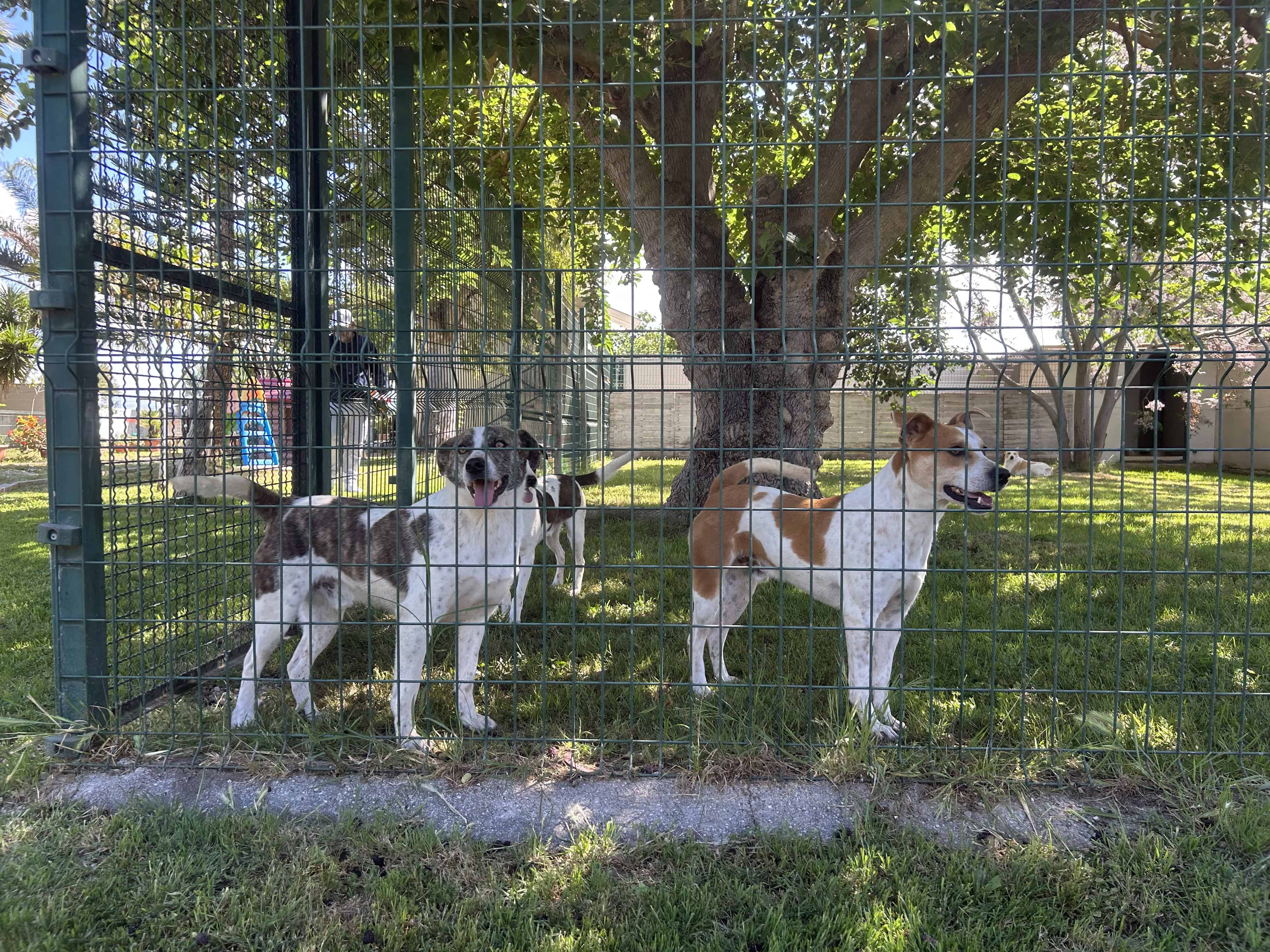 Castel Volturno, l'Istituto "G. Garibaldi" fa visita a Il Canile S.D. Dog