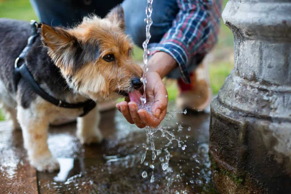 Falciano del Massico tutela la salute degli animali contro il caldo