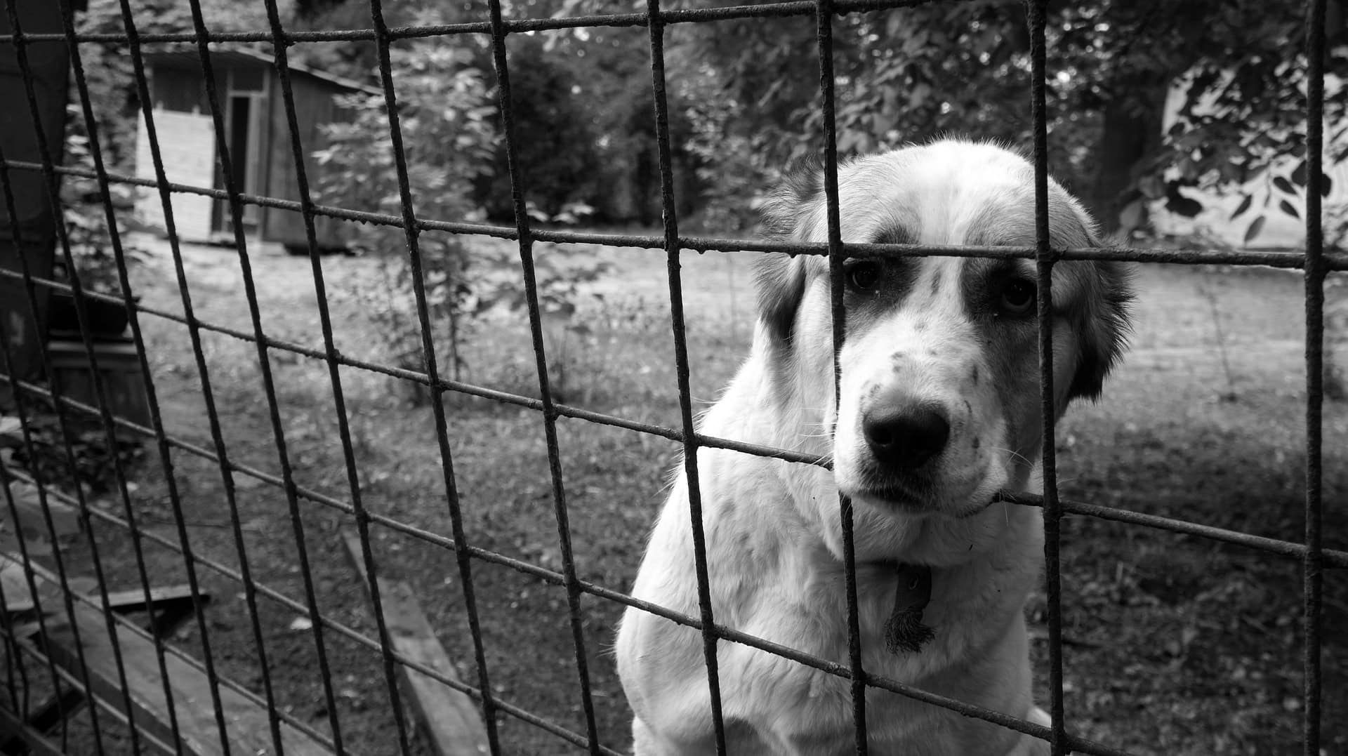 Adozioni di cani in Campania, migliaia trovano casa ma i rifugi restano essenziali: il caso di Ponticelli e Agnano