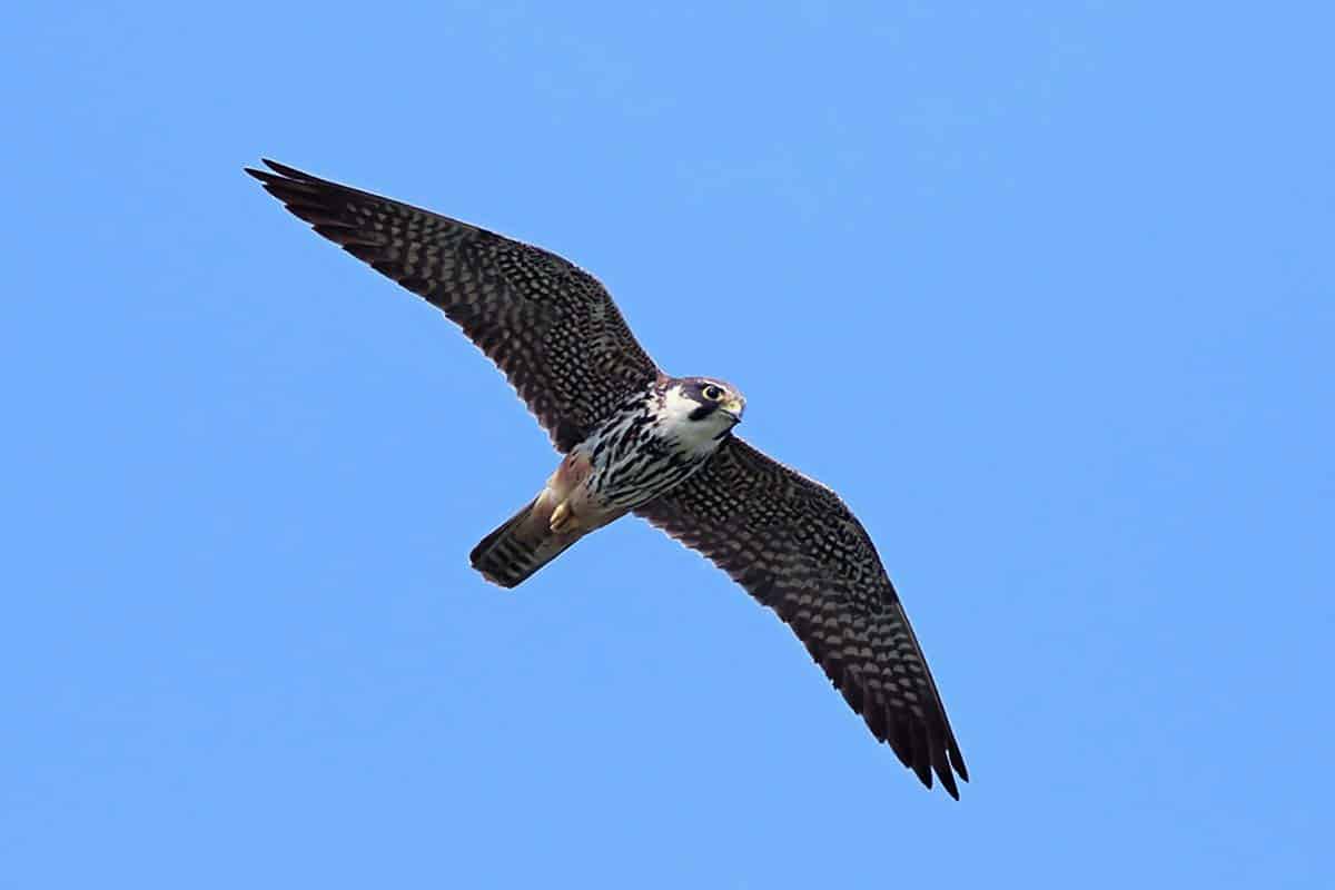 WWF Campania: splendido esemplare di Lodolaio ucciso dai bracconieri!