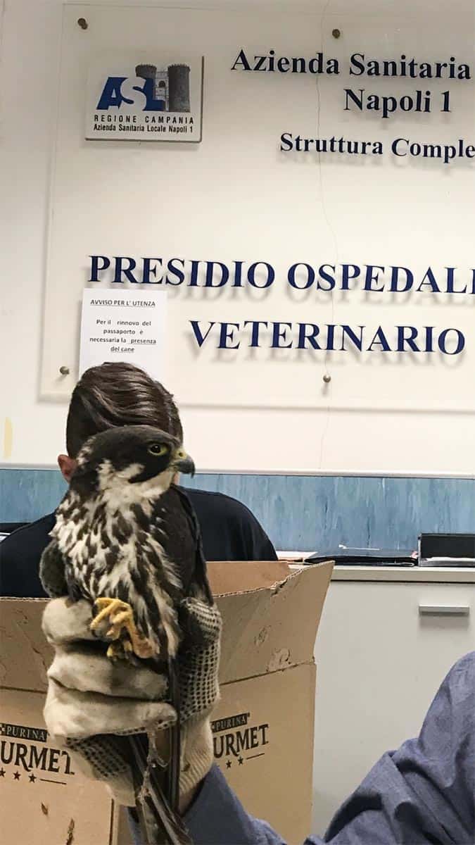 informareonline-lodaiolo-wwf