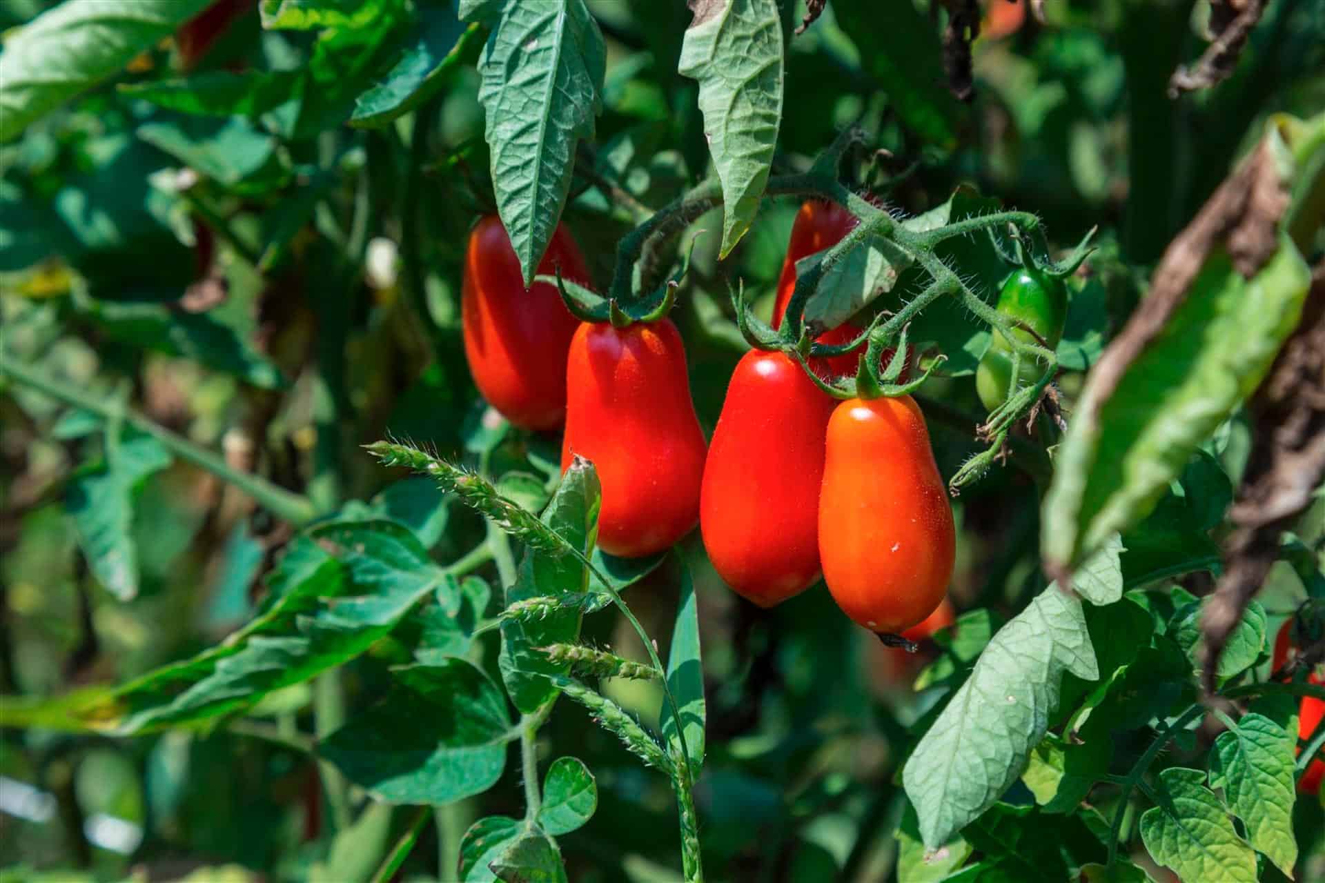 Pomodoro Cannellino Flegreo: eccellenza del nostro territorio