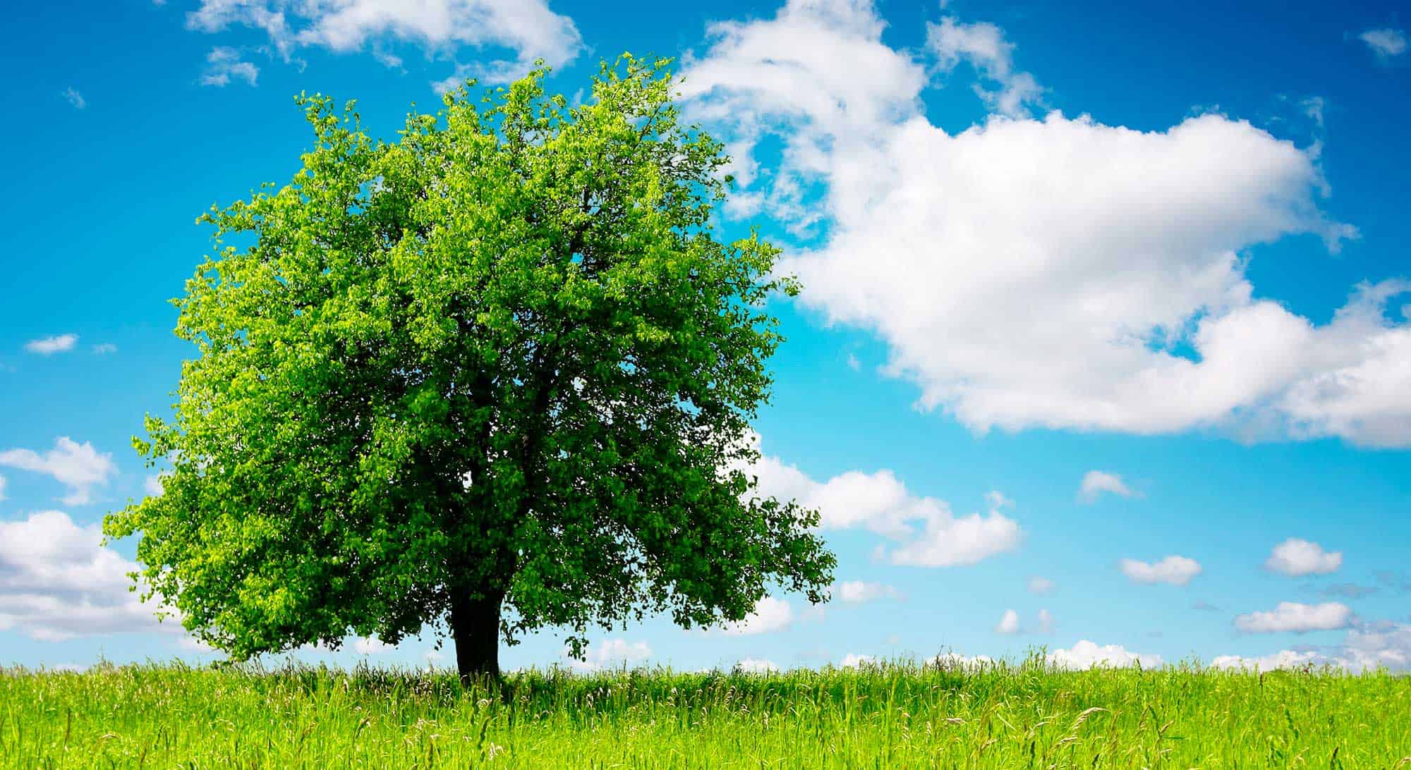 Gli alberi sono la VITA di un pianeta malato, difendiamolo da ieri, domani sarà troppo tardi!