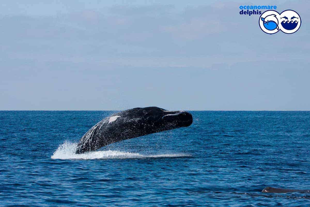 informareonline-ischia-dolphin-project-4
