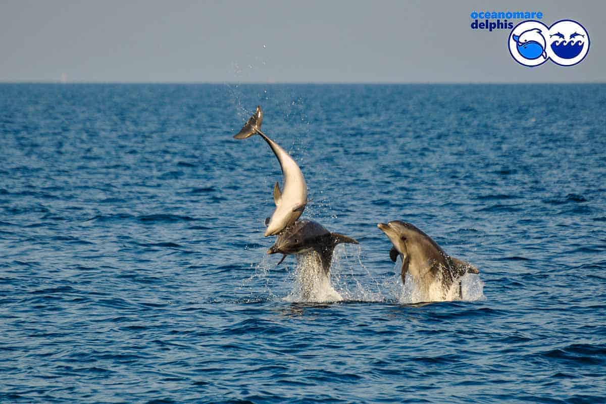 informareonline-ischia-dolphin-project-6