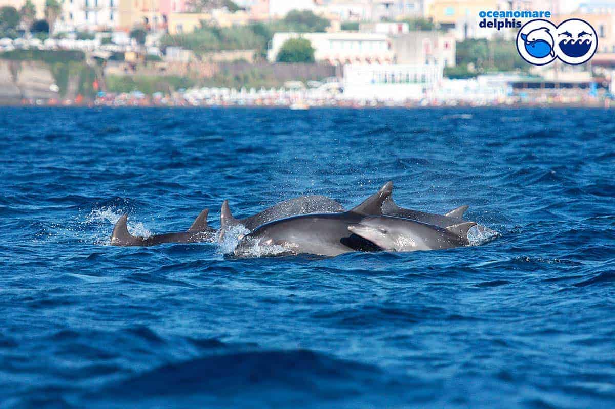 Parte la campagna 2019 di Ischia Dolphin Project