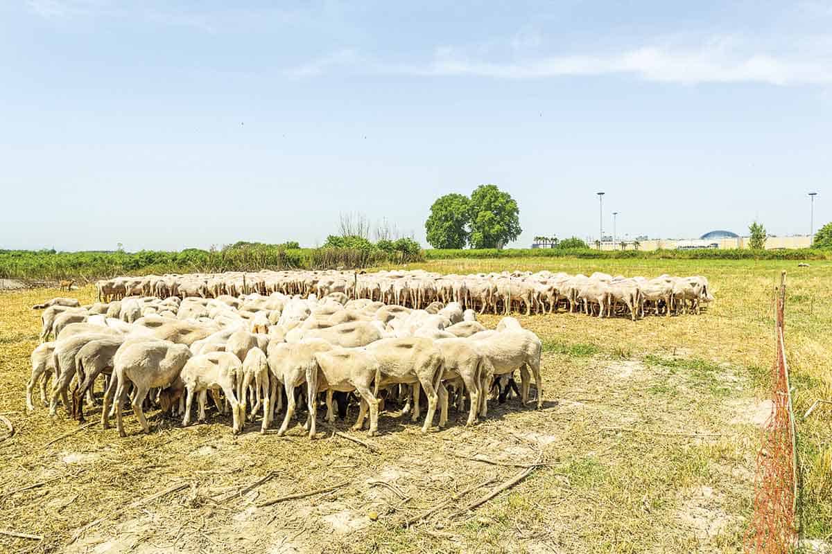 informareonline-real-sito-della-lanciolla-2