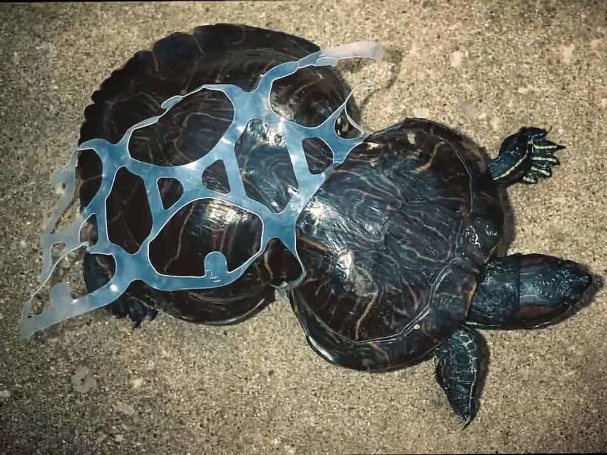 informareonline-plastica-tartaruga