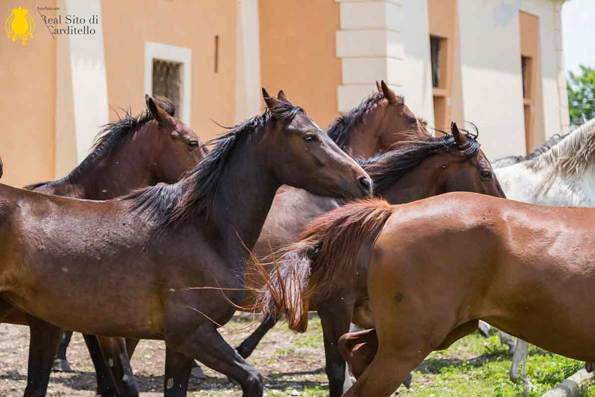 Carditello e i suoi cavalli in mostra a Verona