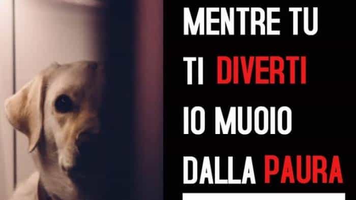Continua la campagna "Basta Botti 2019" del Partito Animalista