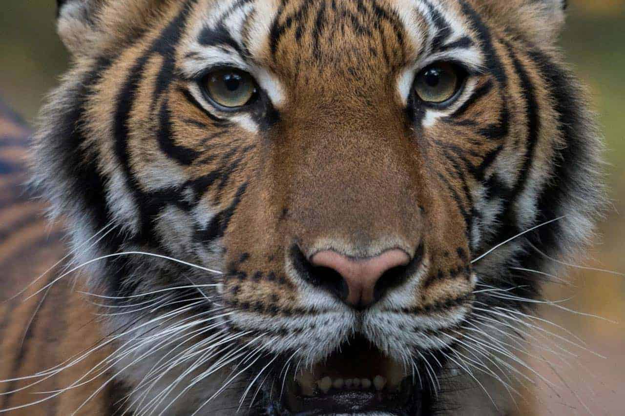 Coronavirus, Nadia è il primo felino contagiato da Covid19