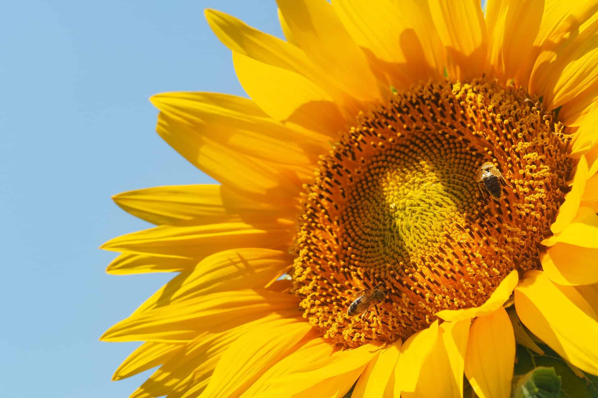 Biodiversità: Una casa per le api su tutti i tetti della PA