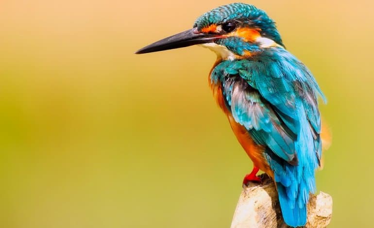 Salviamo l'ambiente, sosteniamo la LIPU