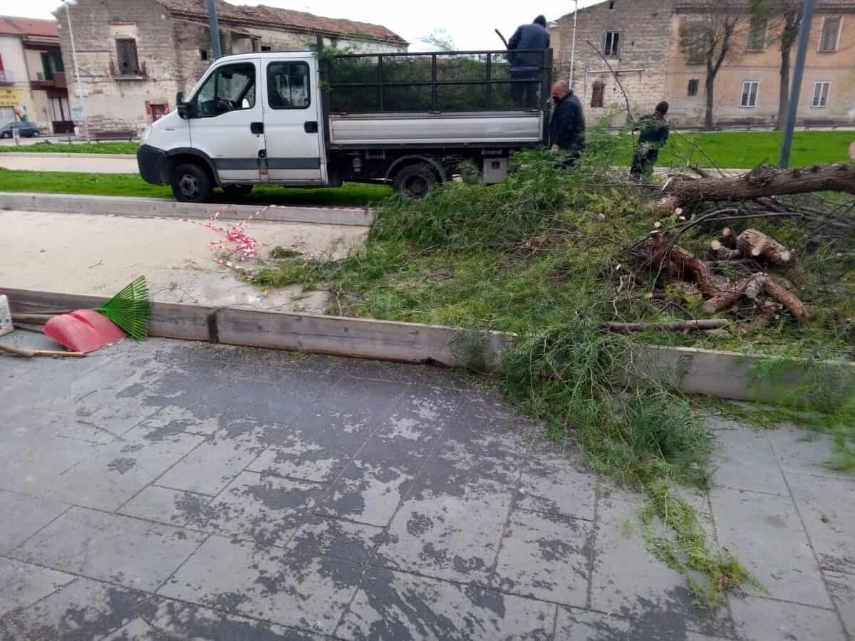 S. Maria C.V.- Ieri Giornata nazionale degli alberi: un’altra occasione persa