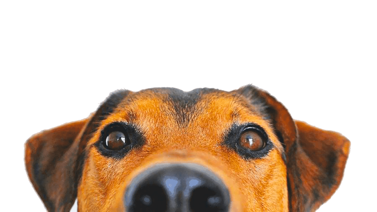 Botti di capodanno: persone e animali a rischio