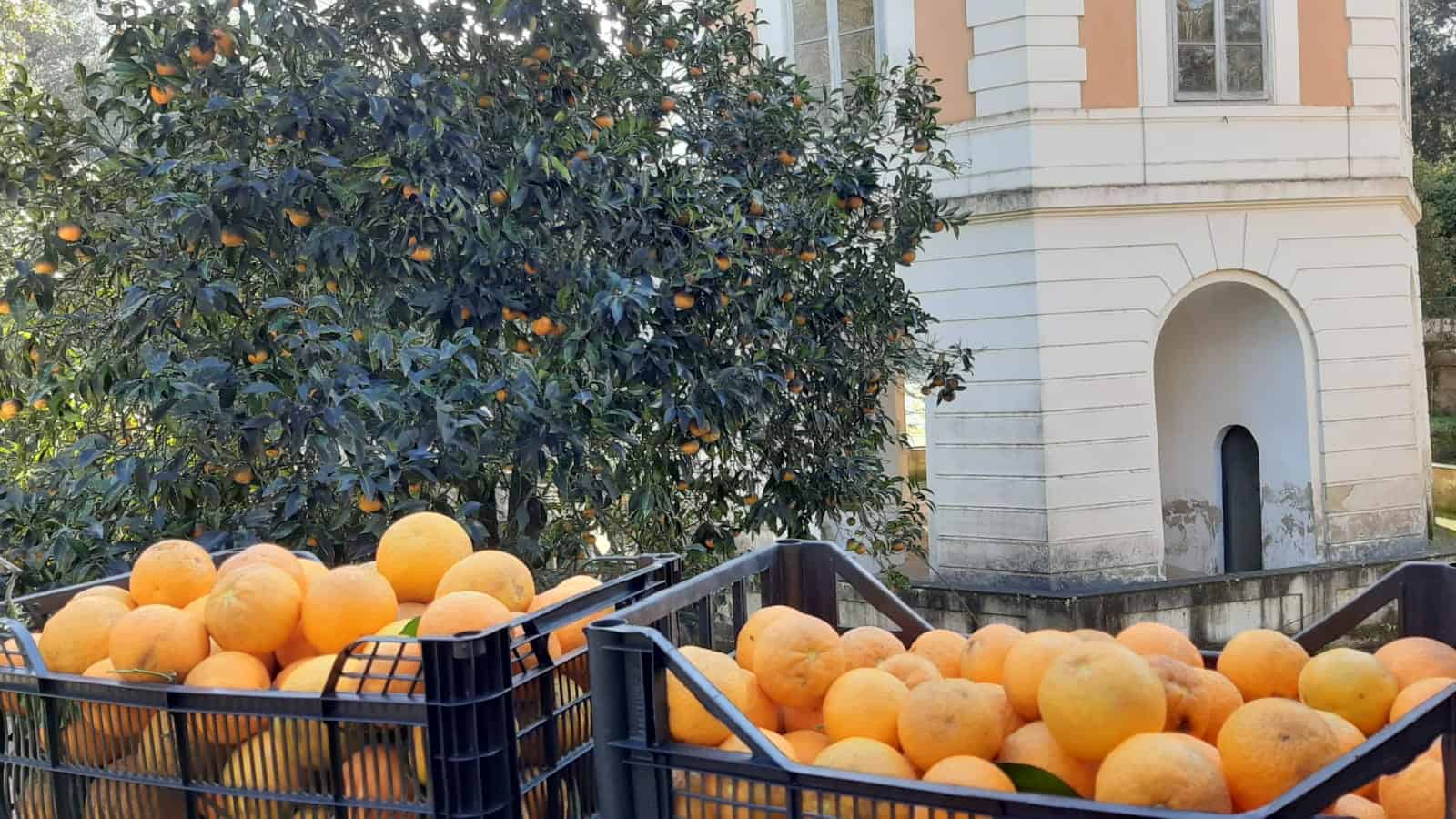 Le arance della Reggia di Caserta, un progetto ecosostenibile e sociale