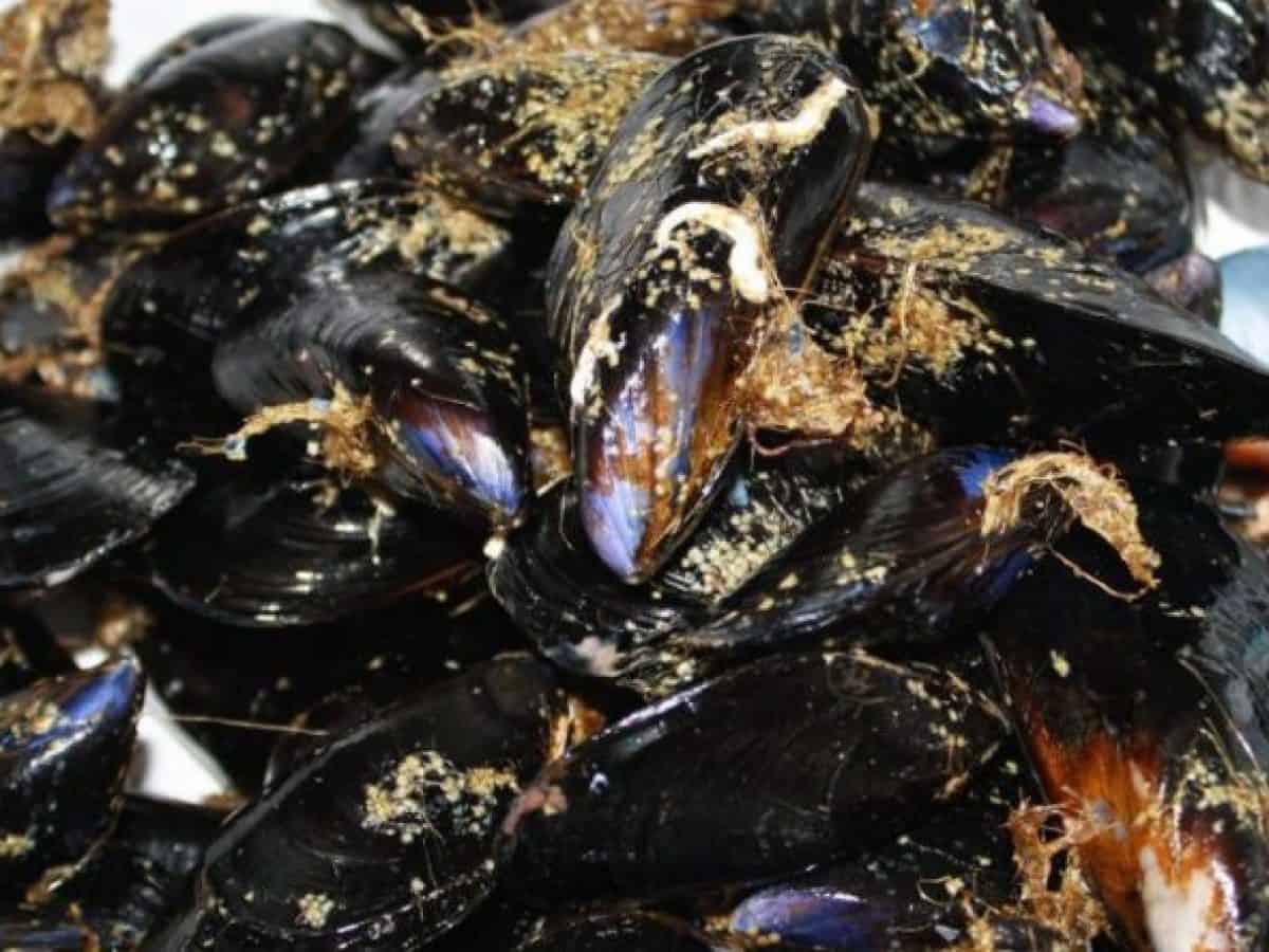 Cozze allevate in mare contaminate da Escherichia Coli