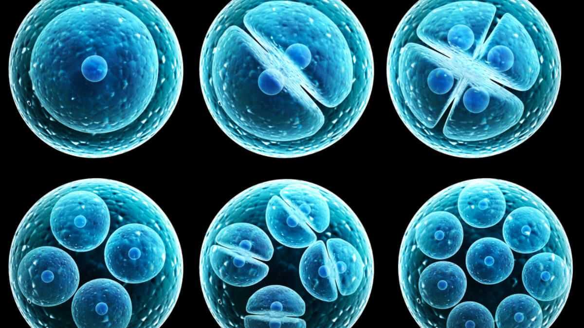 Cibergenetica, possibile sincronizzare gli orologi delle cellule: su Nature la ricerca targata Federico II e Tigem