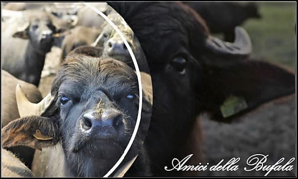 "Amici della Bufala" invita Sindaci ad istituire tavolo tecnico