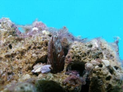 Vietri sul Mare, parte l'operazione "due Fratelli"