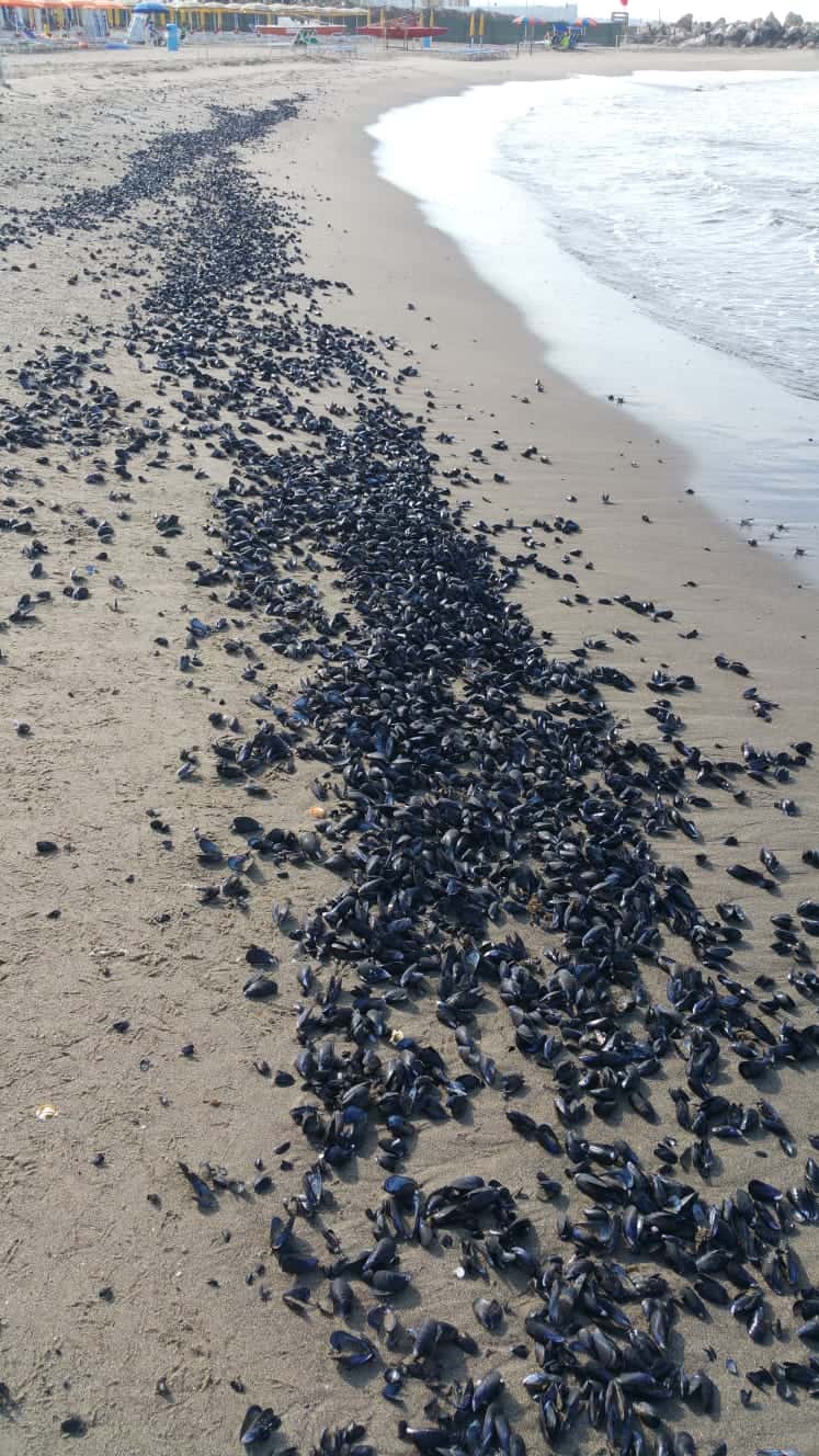 Castel Volturno, spiaggia invasa da cozze...allertata l'ASL