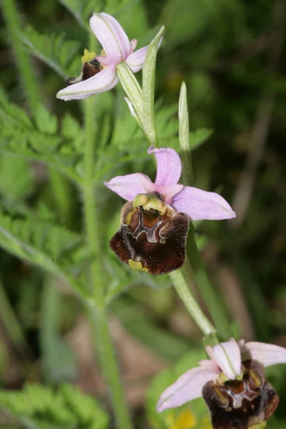 Le orchidee selvatiche dei Monti Tifatini: un simbolo da salvaguardare