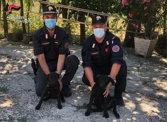 Abbandona due cuccioli di cane, telecamere riprendono tutto