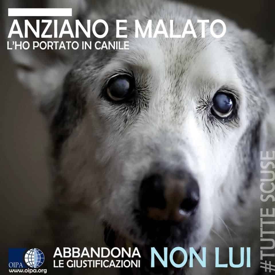 Oipa e la sua missione: la protezione dei nostri amici a quattro zampe