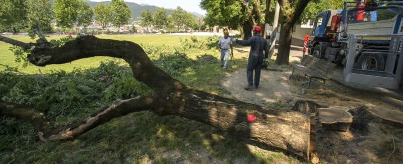 Caserta, abbattimento alberi e verde pubblico: il Wwf scrive all'amministrazione
