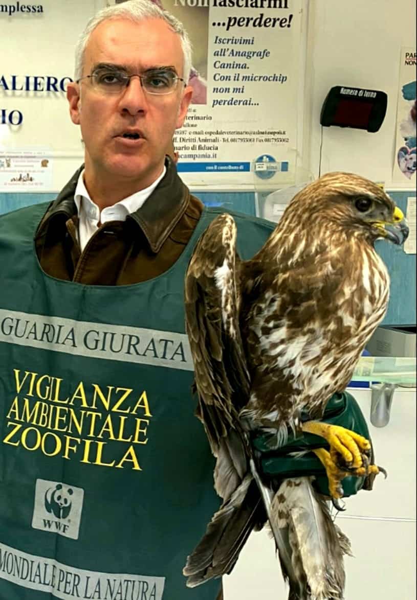 WWF Caserta: morta poiana recuperata a Marcianise