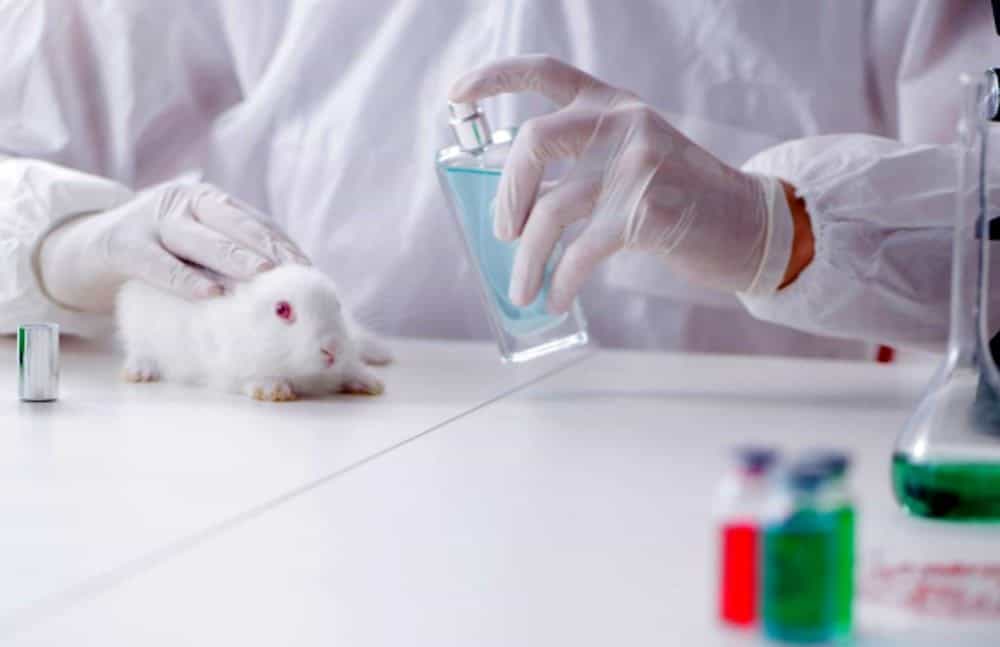 Stop ai test cosmetici sugli animali