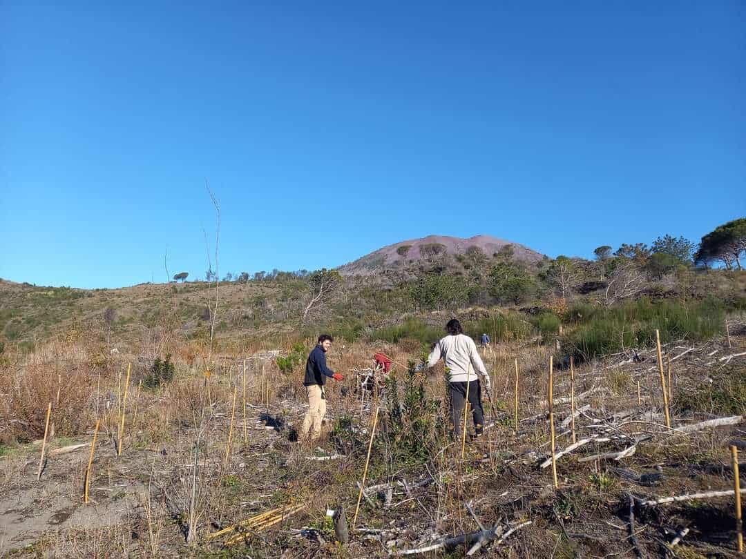 Napoli, ripartita oggi l’iniziativa “RiforestiAmo il gigante” per il Vesuvio