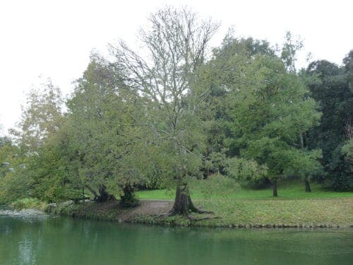 Reggia di Caserta: 43 fusti nell'elenco degli alberi monumentali campani