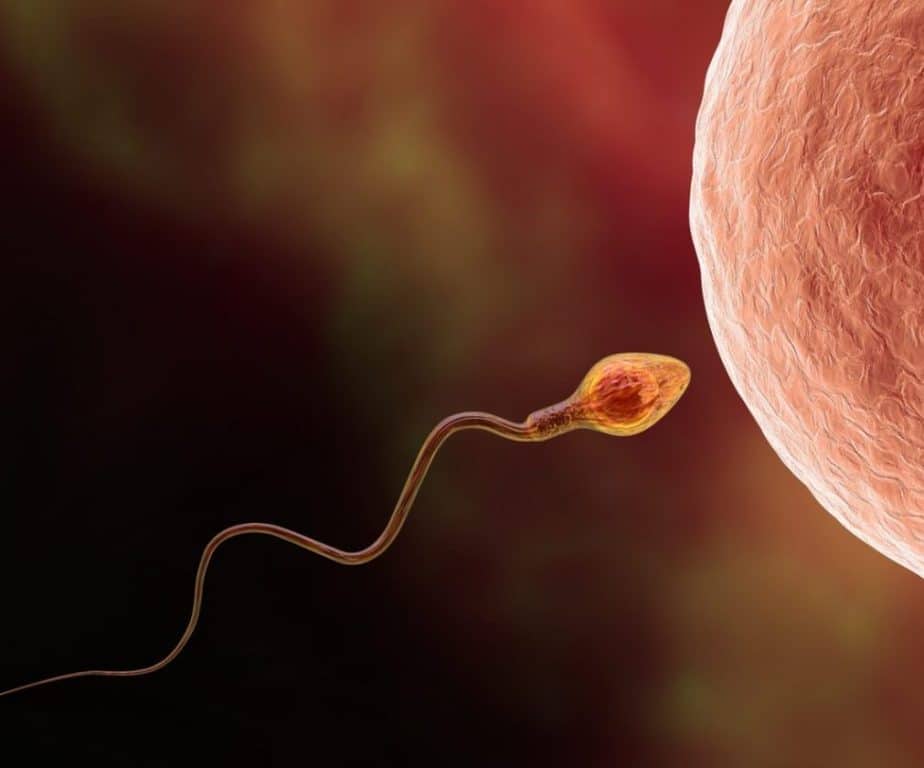 Covid e infertilità: allarme dalla Federico II di Napoli