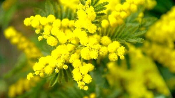 8 marzo: la storia della festa delle donne