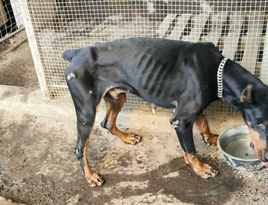 Trecase, maltrattamento e detenzione illegale di animali: la scoperta del Wwf