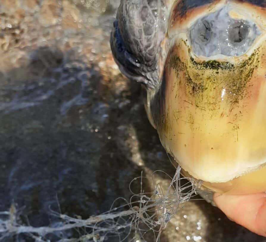 Castel Volturno, morti 10 esemplari di Caretta caretta per pesca illegale