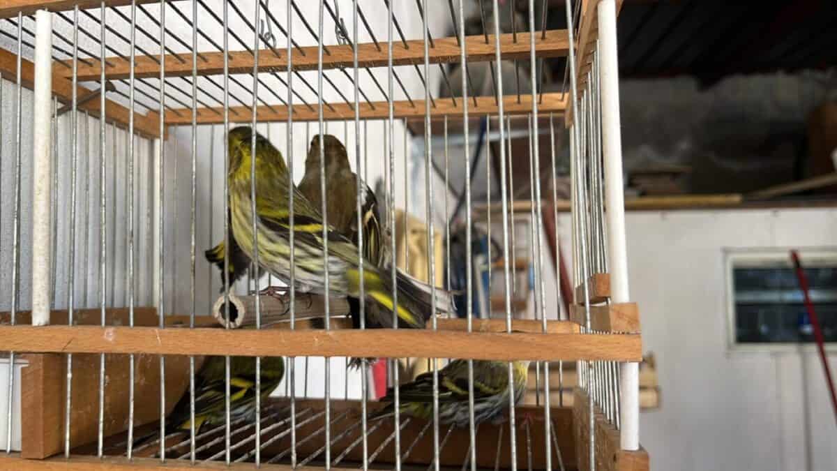 Lusciano: Carabinieri e WWF intervengono con attività di controllo per detenzione illegale di animali