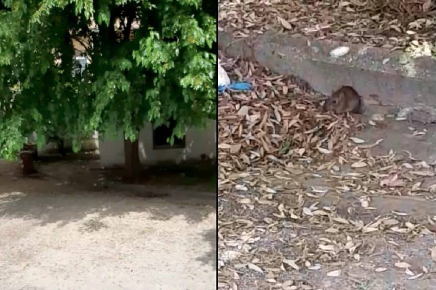 Napoli, asilo nido "Filangieri": topi e formiche nell'Istituto